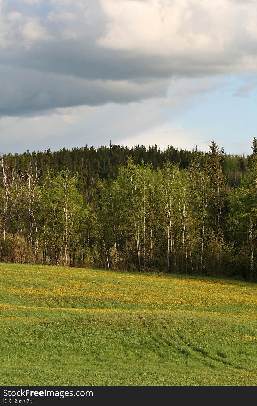 Spring forest and meadow with yellow flowers in the evening sun. Spring forest and meadow with yellow flowers in the evening sun.