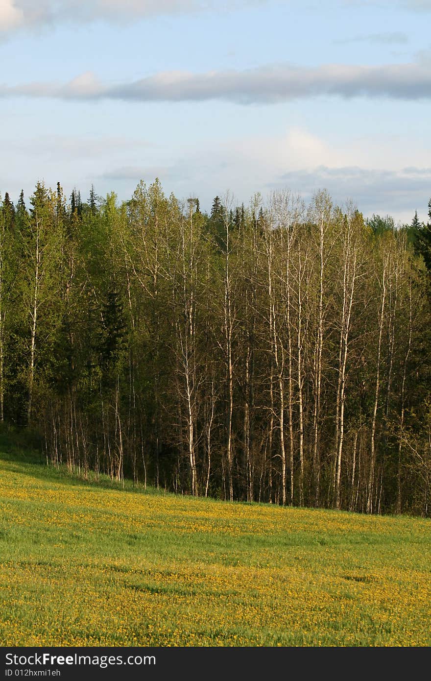 Spring forest and meadow with yellow flowers in the evening sun. Spring forest and meadow with yellow flowers in the evening sun.