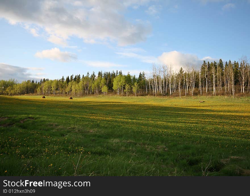 Spring forest and meadow with yellow flowers and long evening shadows.