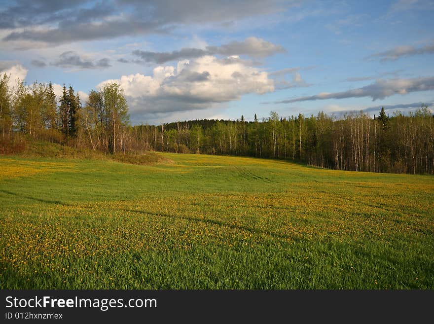 Spring forest and meadow with yellow flowers in the evening sun. Spring forest and meadow with yellow flowers in the evening sun.