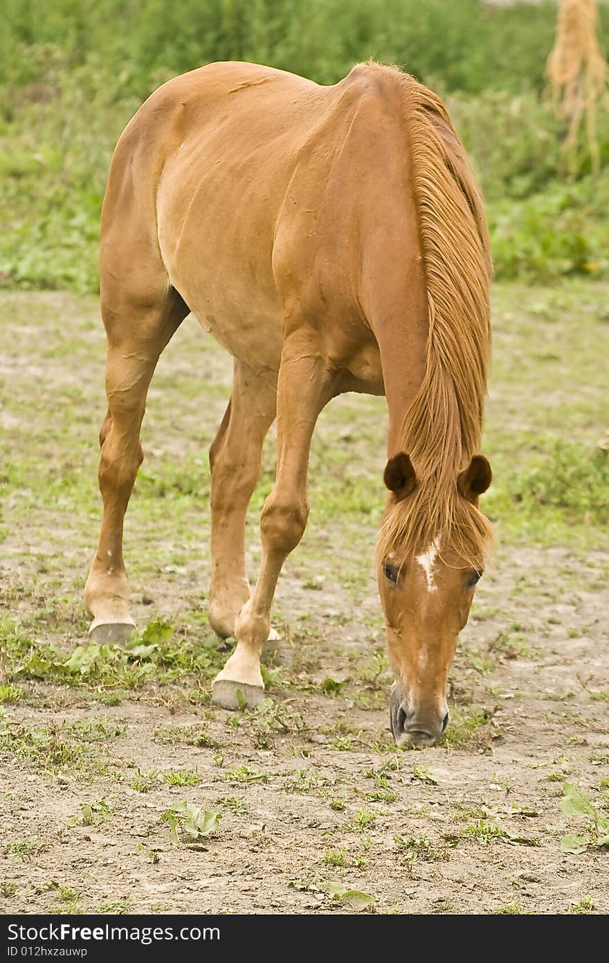 The picture of eating horse. The picture of eating horse