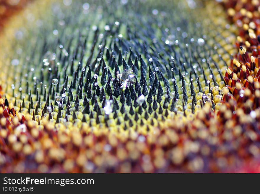 Close Up Of A Sunflower