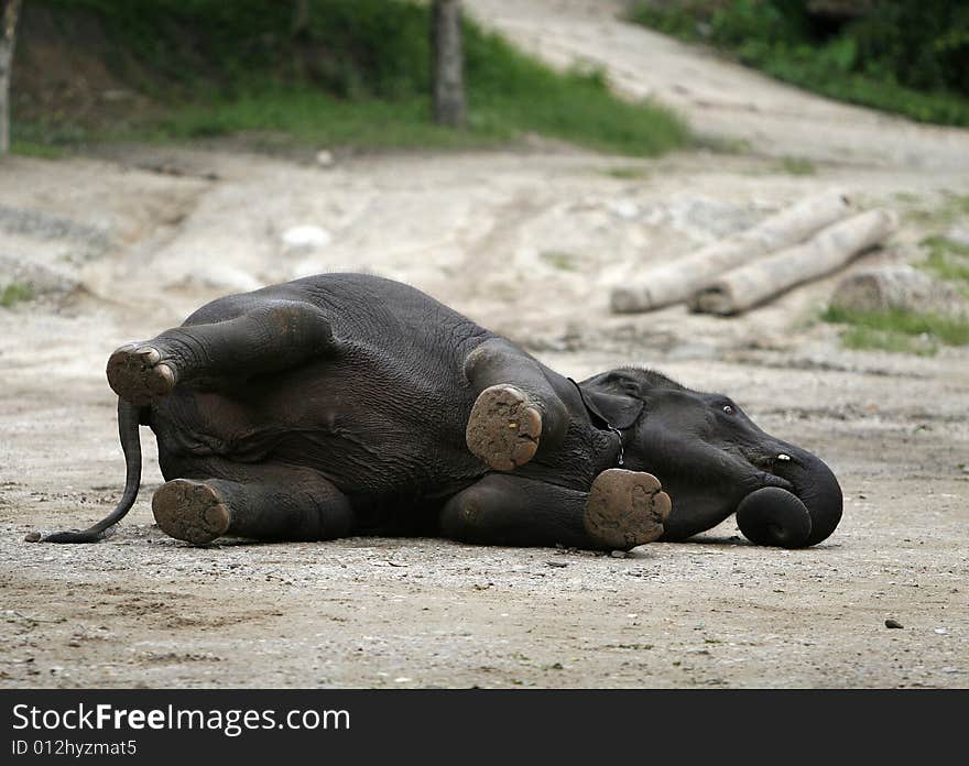 A funny baby elephant  taken in lovely thailand