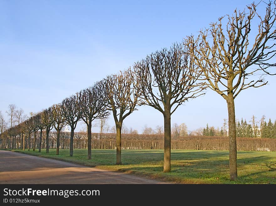 A line of bare trimmed trees in the park. A line of bare trimmed trees in the park