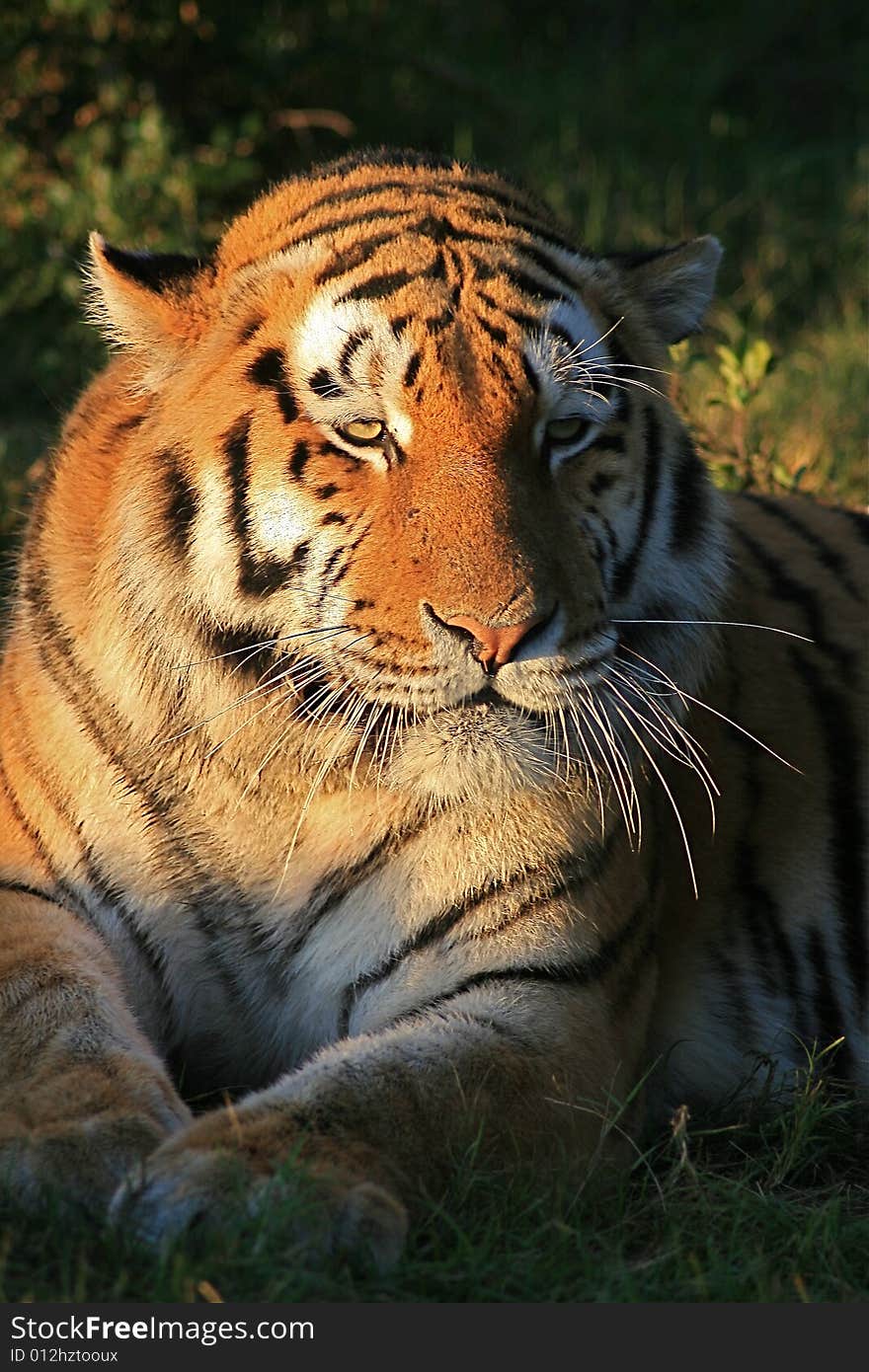 Tiger in captivity