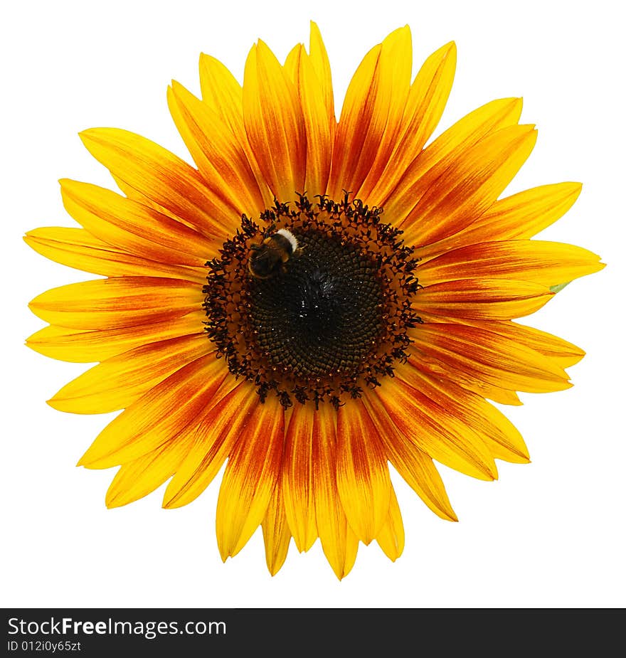 Beautiful yellow Sunflower