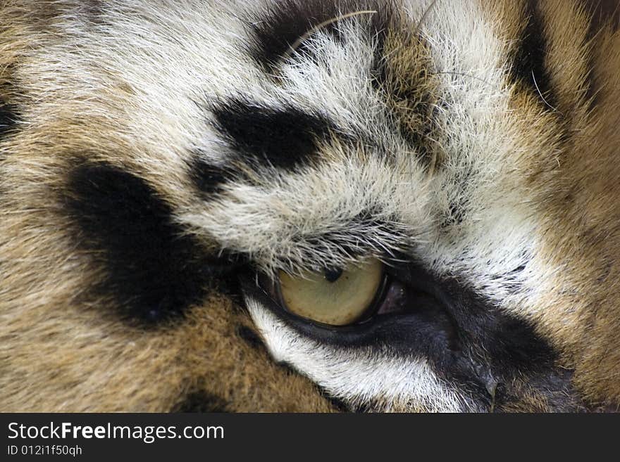 Close up of an eye of the tiger