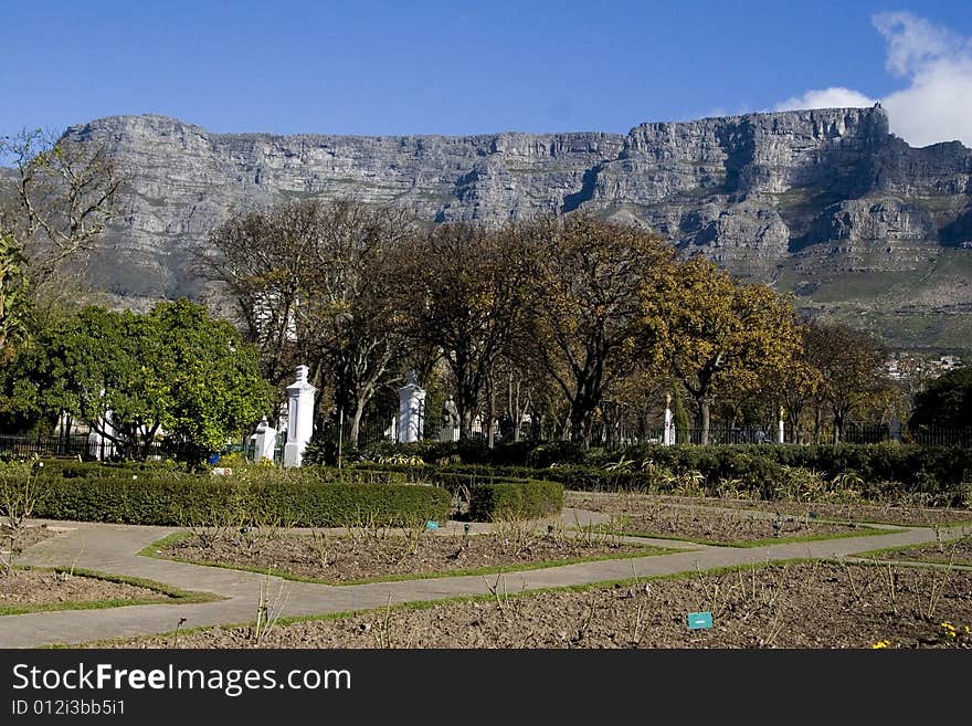 View of Table Mountain from the gardens, Cape Town, South Africa