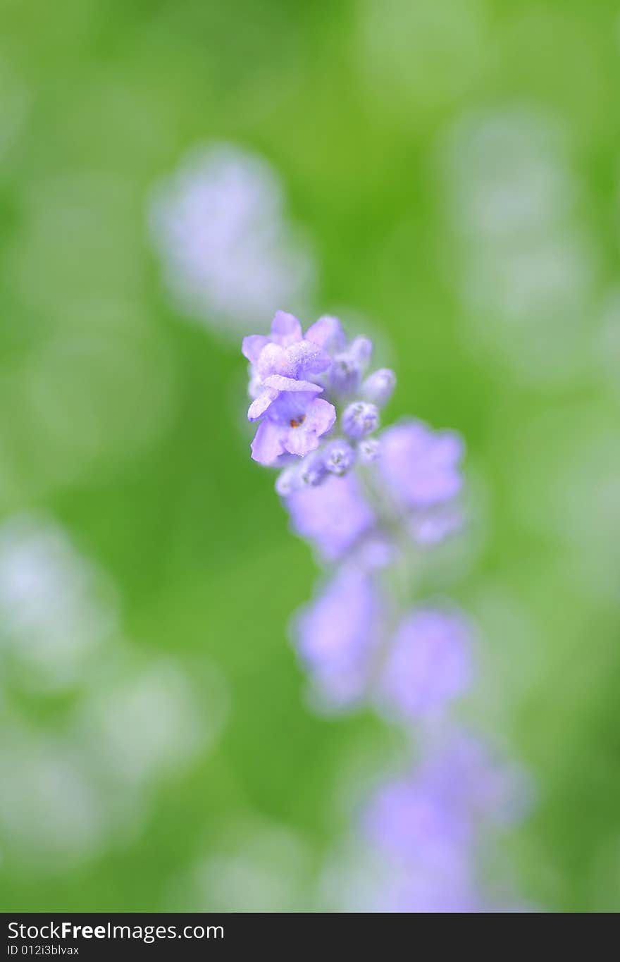 Extreme closeup of lavender, most of the image is soft