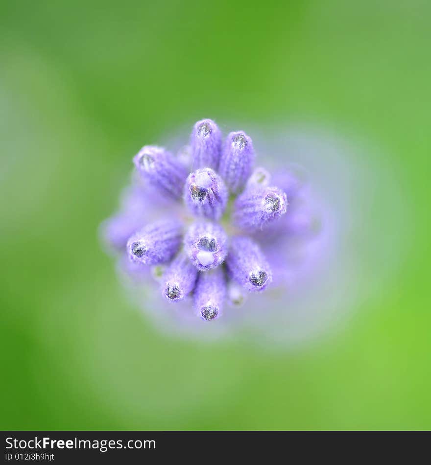 Extreme closeup of lavender, most of the image is soft