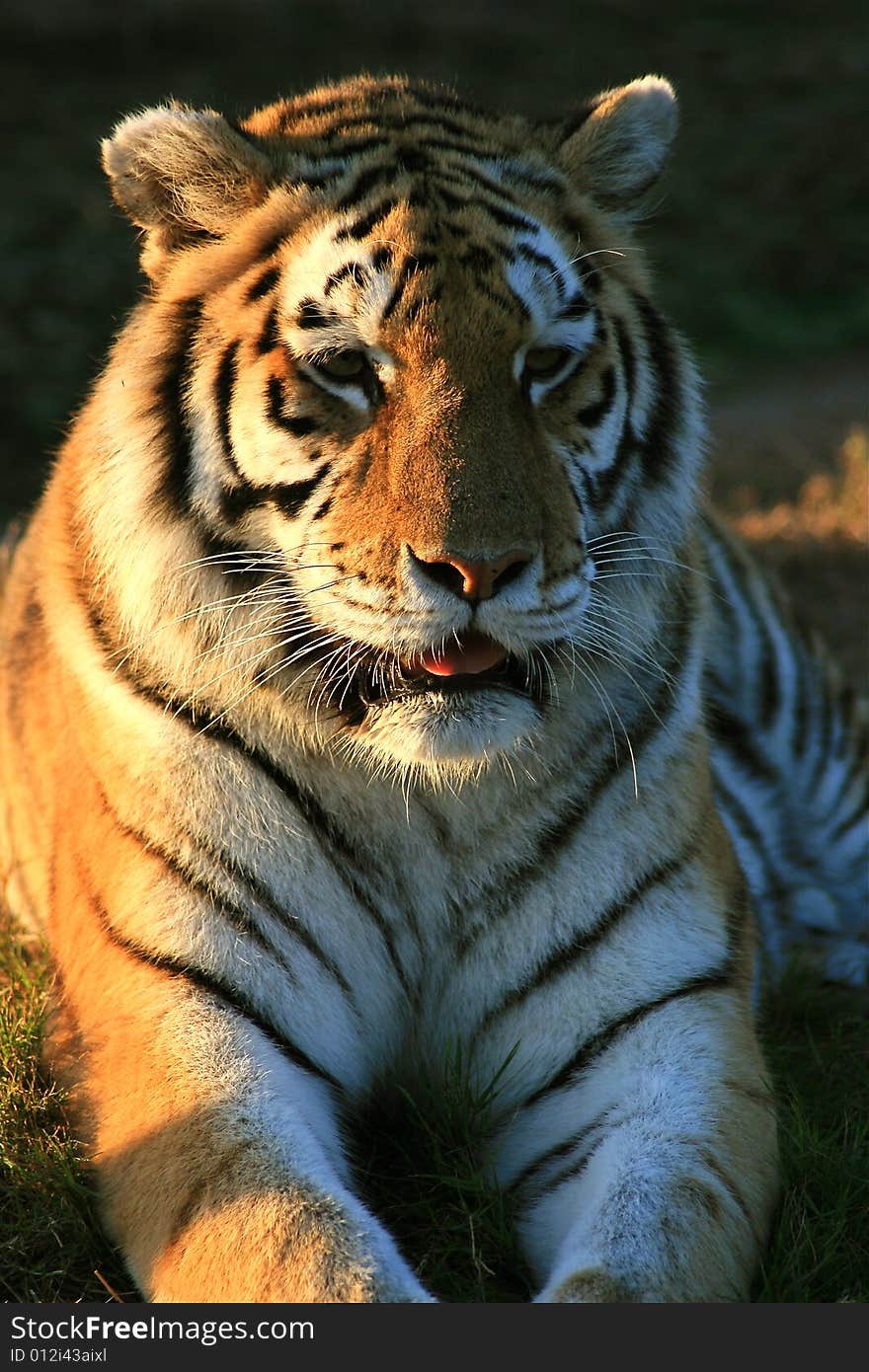 A tiger lying down in a game park in South Africa. A tiger lying down in a game park in South Africa