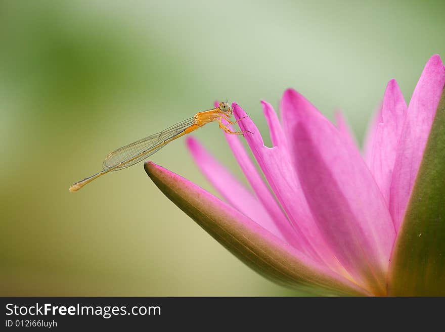 Damselfly stands on a lotus. Damselfly stands on a lotus