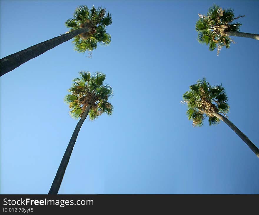 High palm trees in a Mediterranean town, in a public garden near the sea. High palm trees in a Mediterranean town, in a public garden near the sea