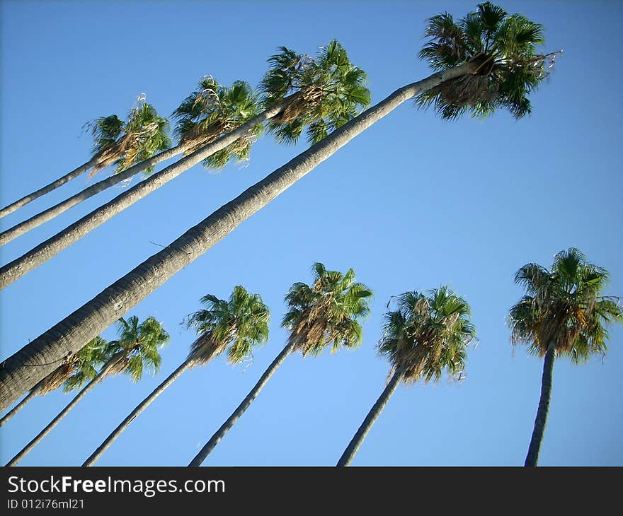 High palm trees in a Mediterranean town, in a public garden near the sea. High palm trees in a Mediterranean town, in a public garden near the sea