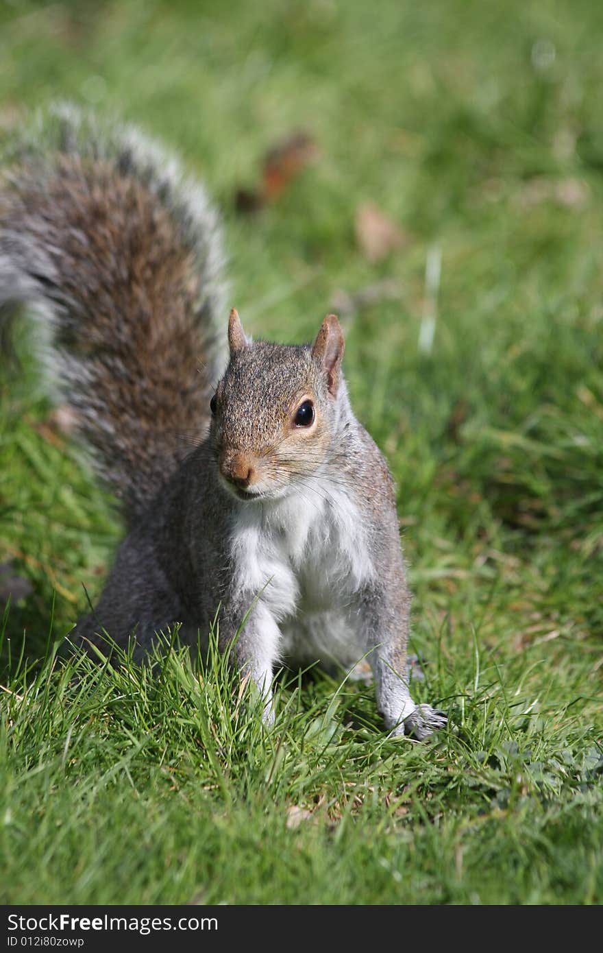 Squirrel in grass