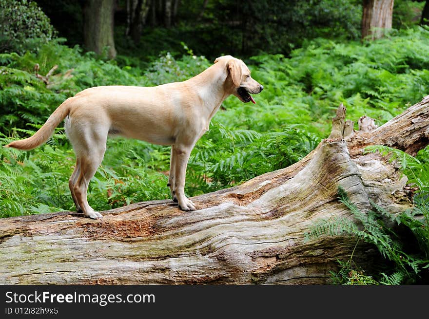 A cute labrador pup exploring the forest. A cute labrador pup exploring the forest