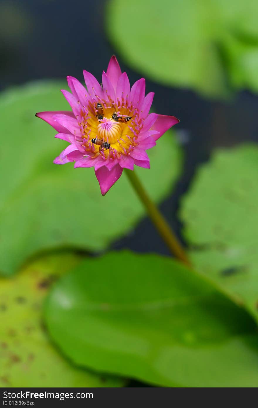 Pink lotus with a bee. Pink lotus with a bee