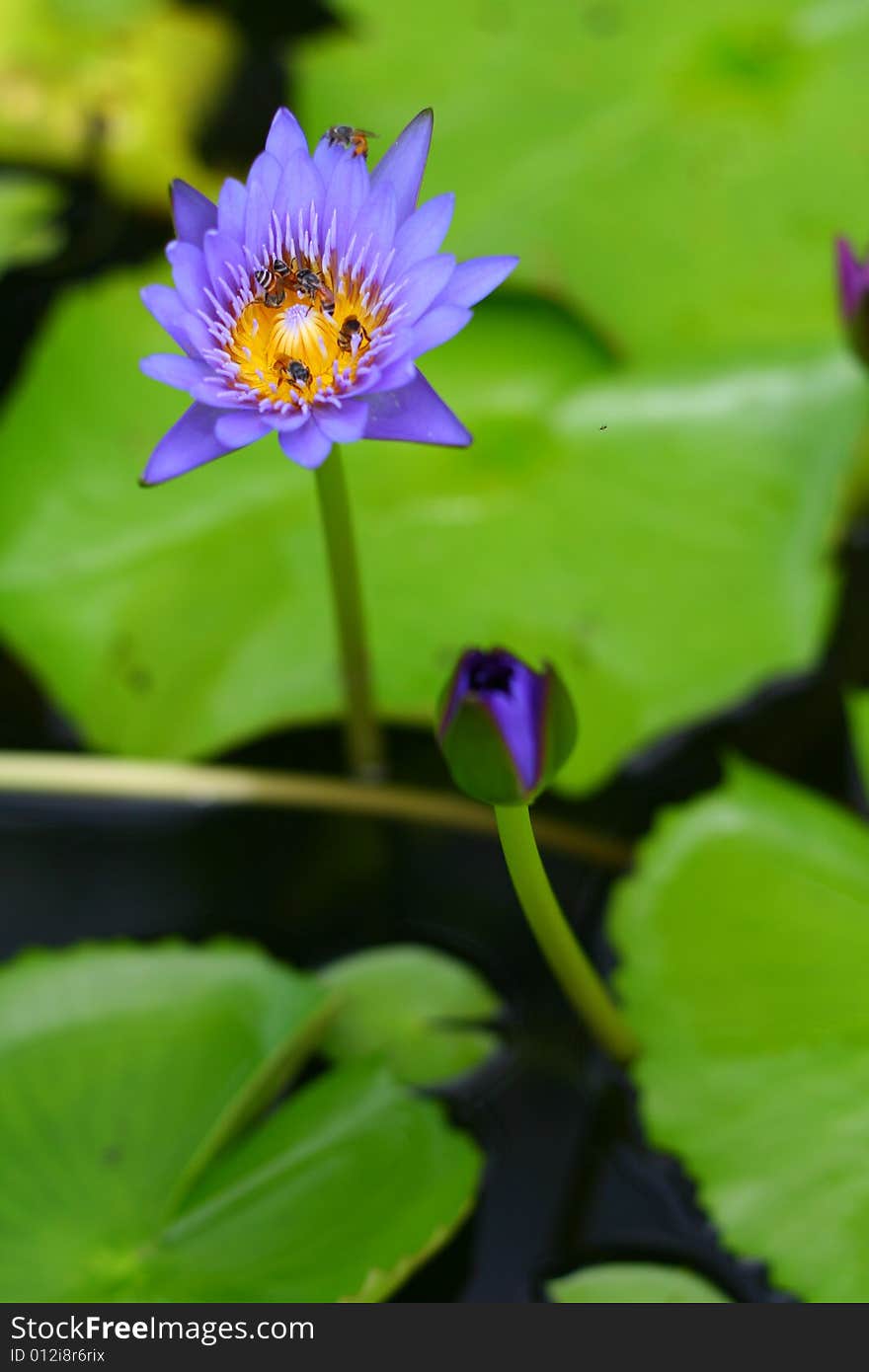 Lotus With Bee