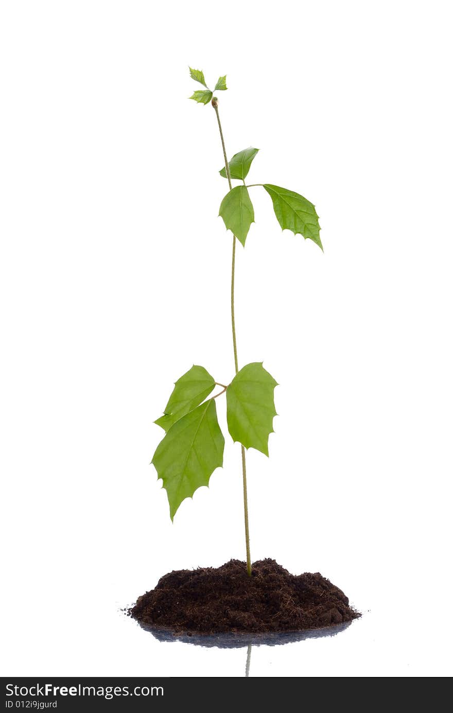 Growing green plant in soil on a white background