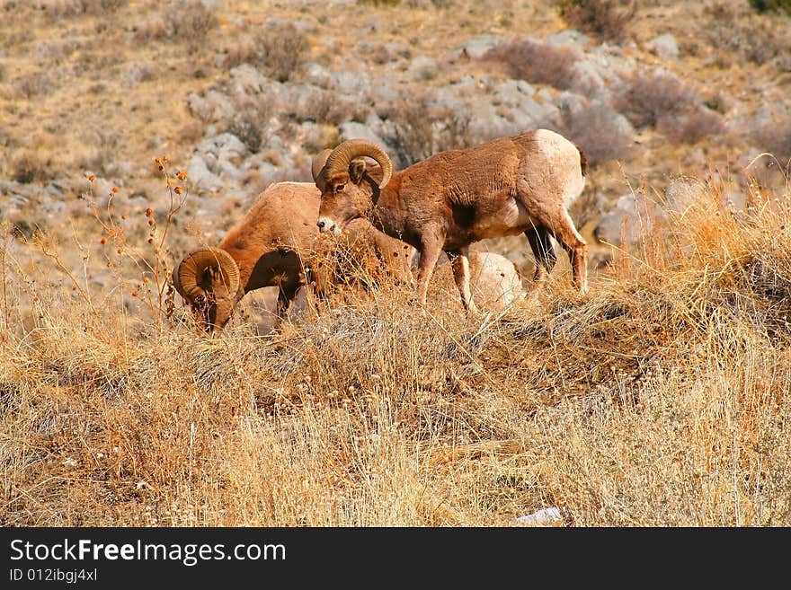 Big Horn Sheep