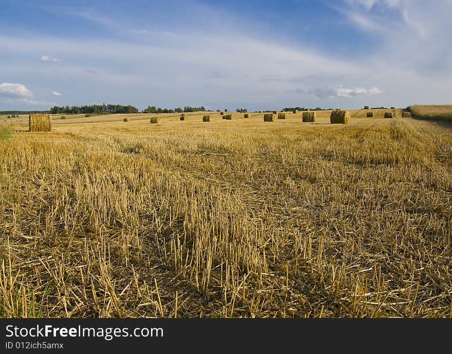 Fields with corn and blue sky. Fields with corn and blue sky