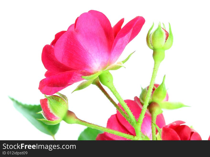 Red rose isolated on a white background. Red rose isolated on a white background.