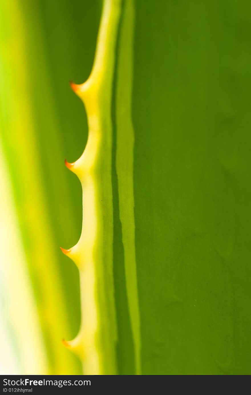 Cactus macro