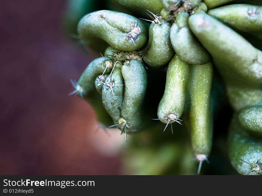 Cactus macro