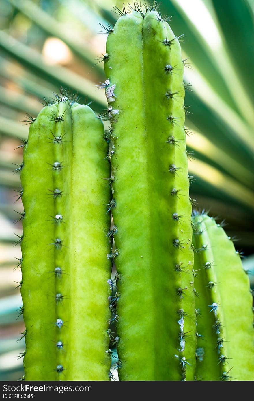 Cactus macro