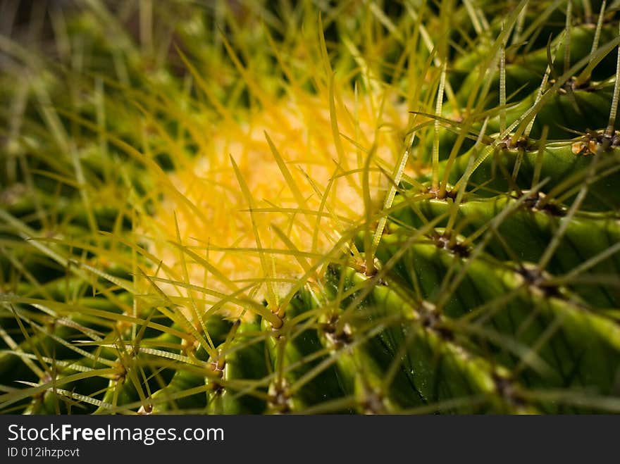 Barrel Cactus macro