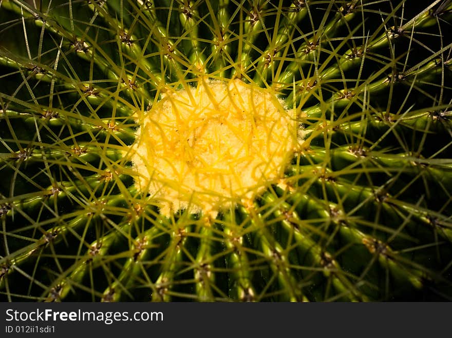 Barrel Cactus macro