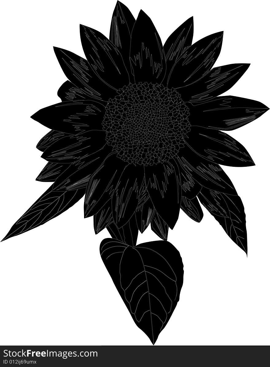 Illustration with single sunflower silhouette isolated on white background