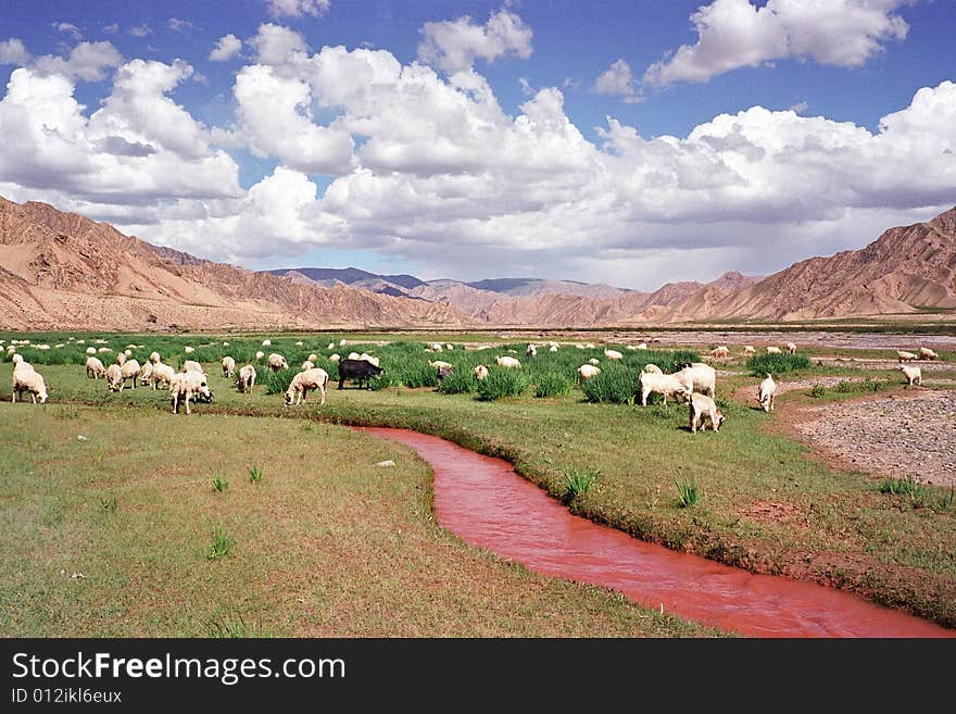 This Valley in west of china,hide in a remote mountain. no business,no industry,no power, no communications.anything is natural。
Maybe some mineral made this rill red.
Blue sky,white cloud,green pasture and red rill.......I think this view is very funny. Film scan, visible grain. This Valley in west of china,hide in a remote mountain. no business,no industry,no power, no communications.anything is natural。
Maybe some mineral made this rill red.
Blue sky,white cloud,green pasture and red rill.......I think this view is very funny. Film scan, visible grain