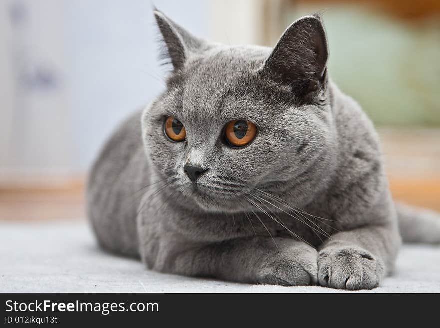 cat of the gray British breed. cat of the gray British breed.