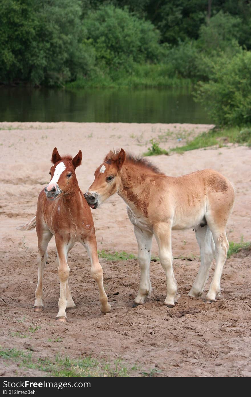 Two young foals at the river