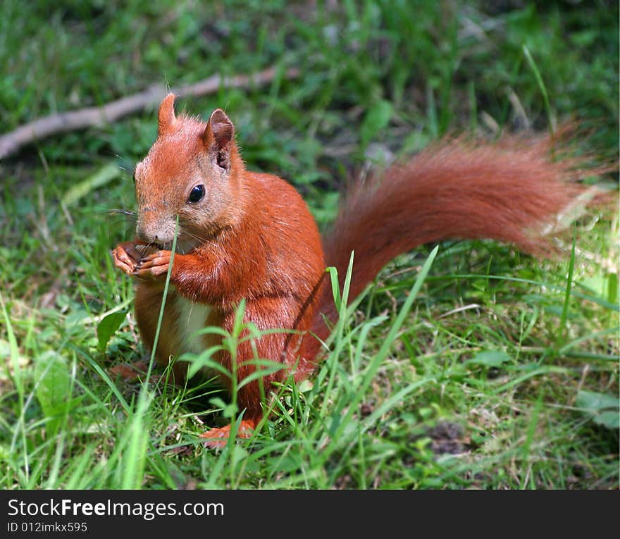 Little squirrel on grass