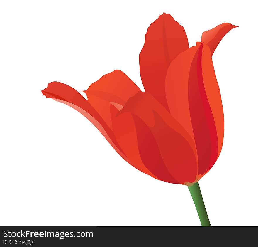 Red tulip on white. Vector illustration