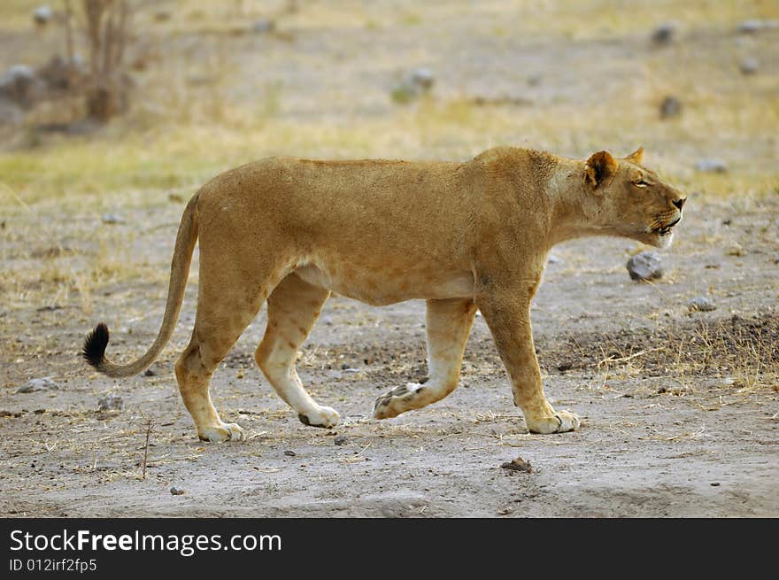 Lion female (Panthera leo)