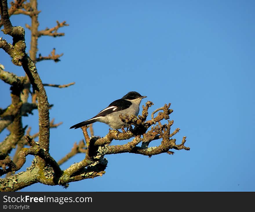 Common fiscal shrike on branch