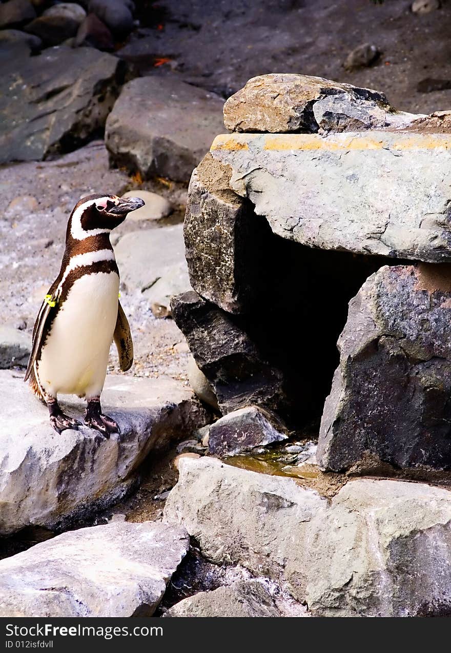 A penguin standing outside his enclosure