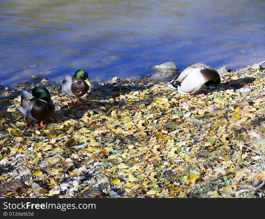 Ducks Along a River Bank