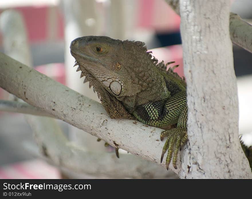 Iguanas