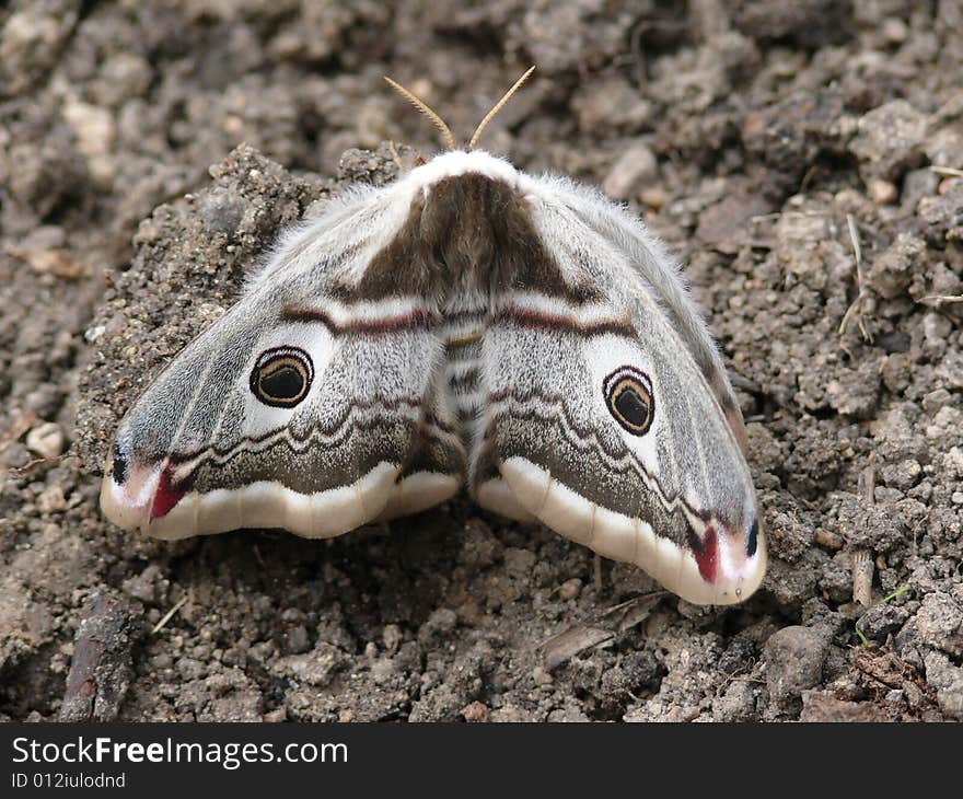 Night butterfly. A moth. Rest.