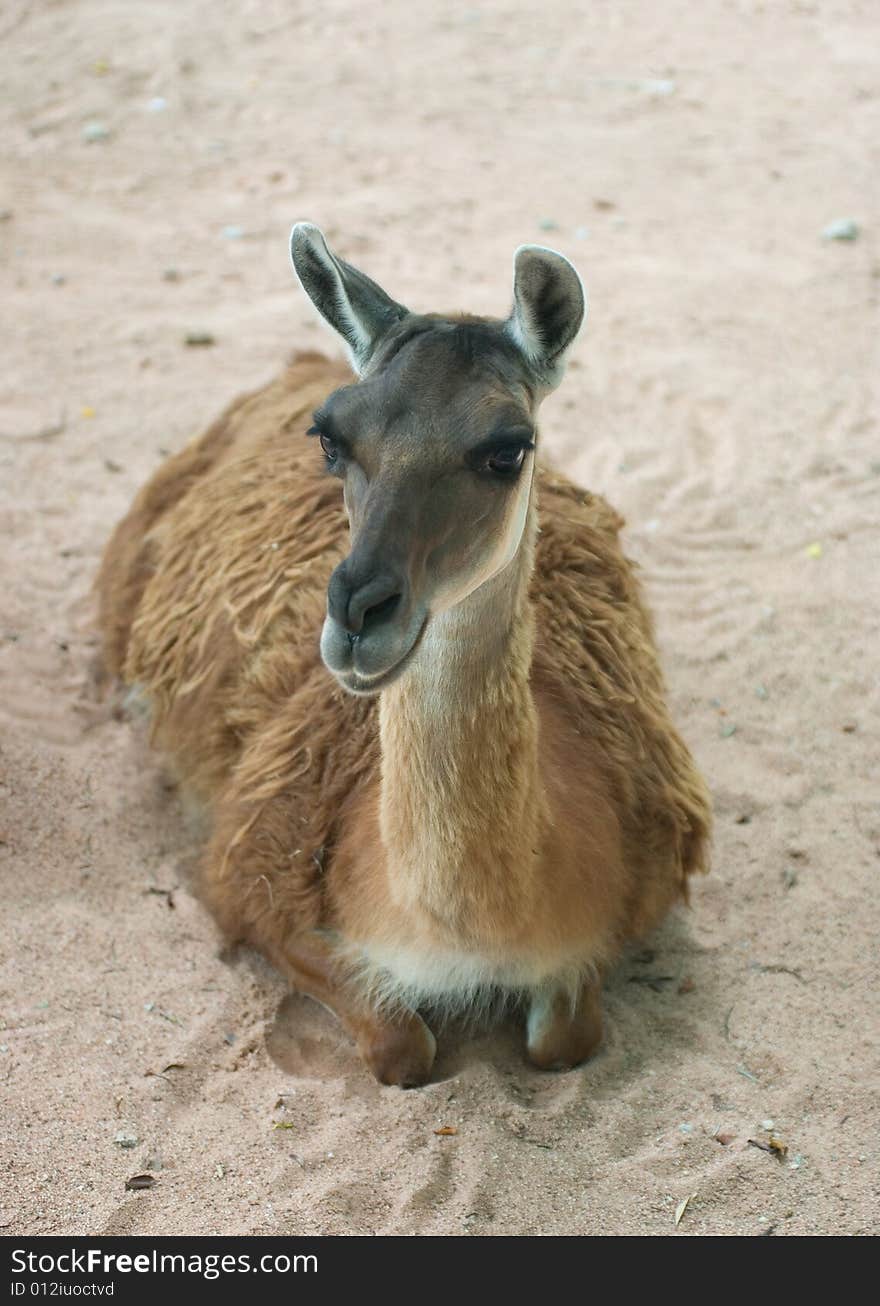 Lama, photographed in Thai zoo