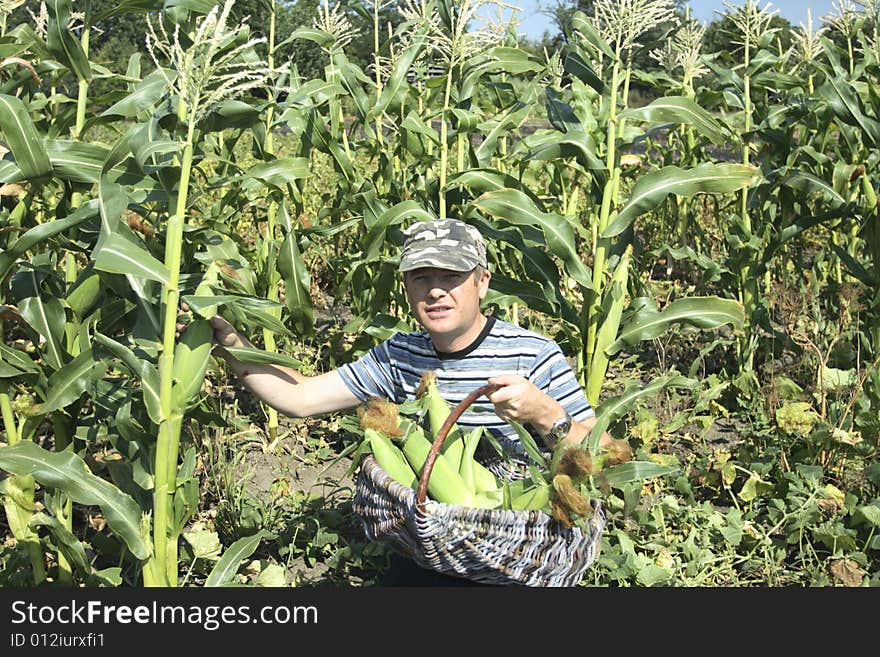 I like boiled corn. I grow its corn itself. my corn real
all natural! no chemistry!. I like boiled corn. I grow its corn itself. my corn real
all natural! no chemistry!