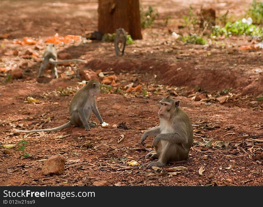 Monkey families living in the wild in Thailand. Monkey families living in the wild in Thailand