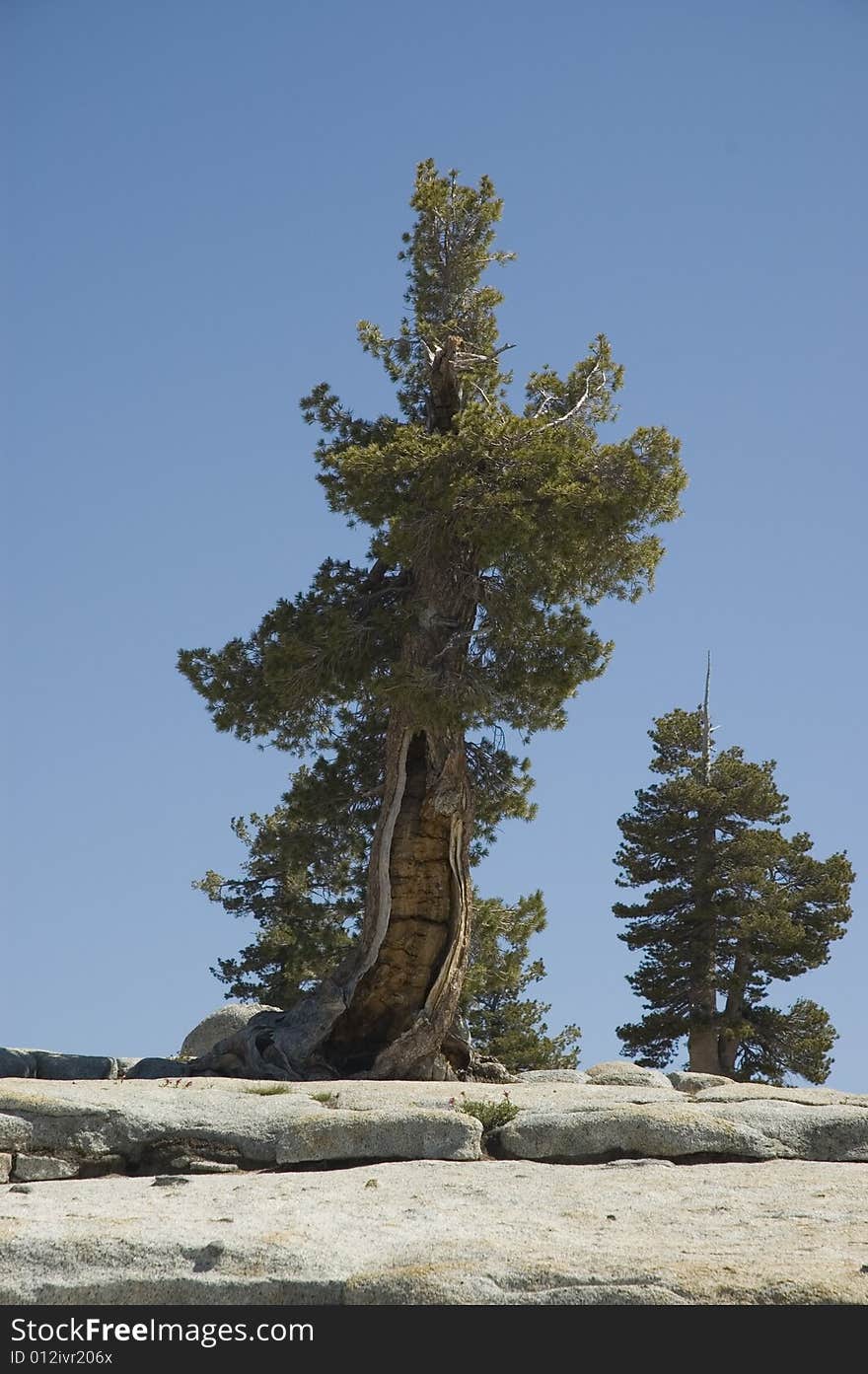 Damaged Tree Growing out of Rock