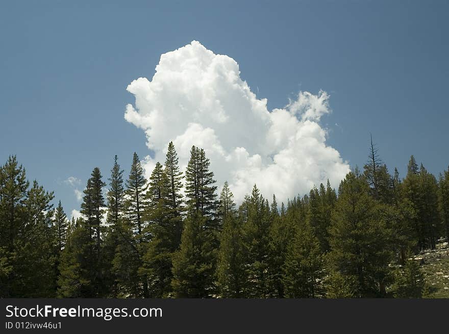 Clouds Floating above Pine Trees