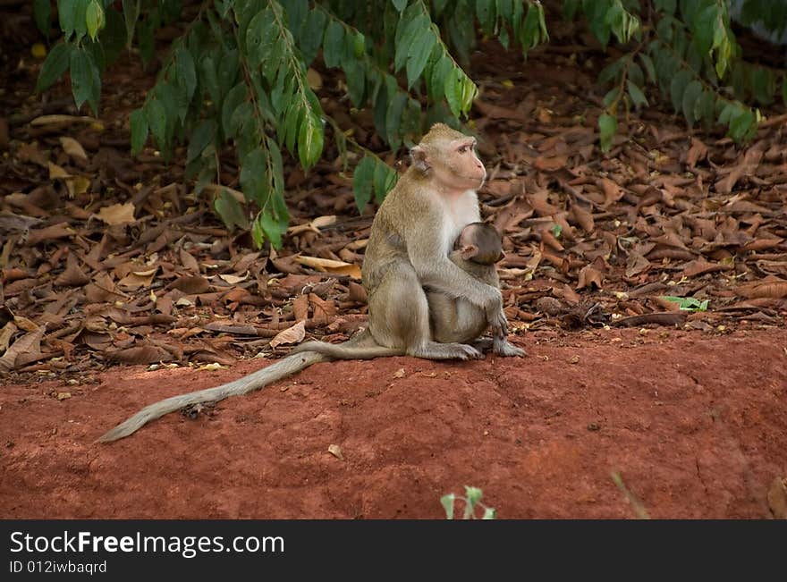 Mother and baby monkeys that inhabit in the wild in Thailand. Mother and baby monkeys that inhabit in the wild in Thailand