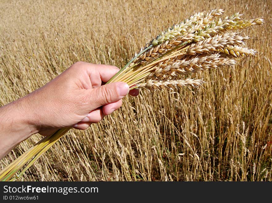 Golden Wheat Field